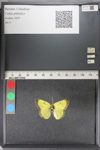 Media type: image;   Entomology 119150